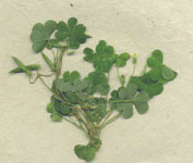 oxalis acetosella  - giu 2011